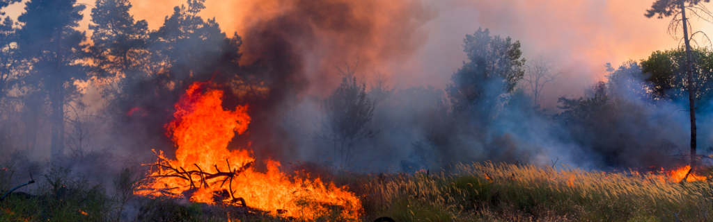 Cómo prevenir incendios forestales: prevención y planificación