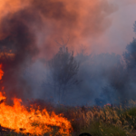 Cómo prevenir incendios forestales: acciones y planificación