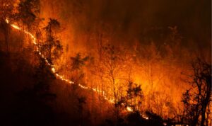 Cómo prevenir incendios forestales: prevención y planificación