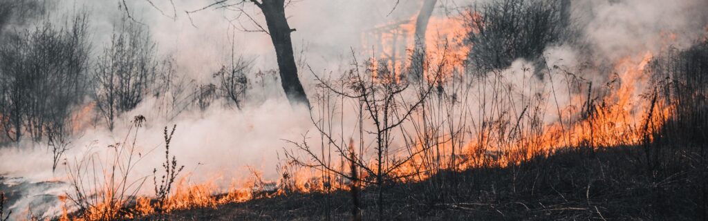 Descubre cuáles son las causas de los incendios forestales.