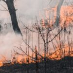 ¿Qué son los incendios forestales y qué tipos hay?