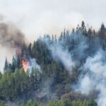 La importancia de la investigación de incendios forestales para la conservación