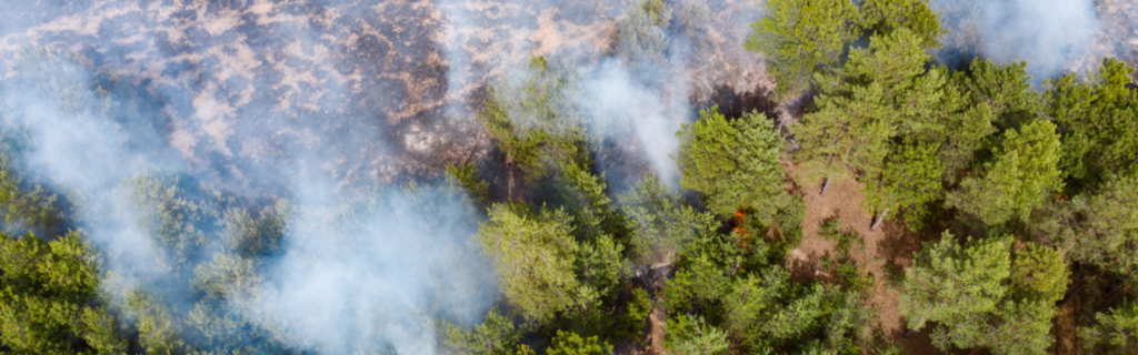 ¿Cuál es el origen de los incendios forestales?