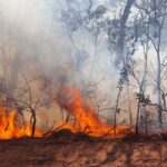 ¿Cuál es el origen de los incendios forestales?