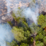 ¿Cuál es el origen de los incendios forestales?