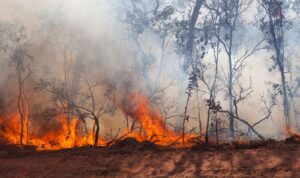 ¿Cuál es el origen de los incendios forestales?